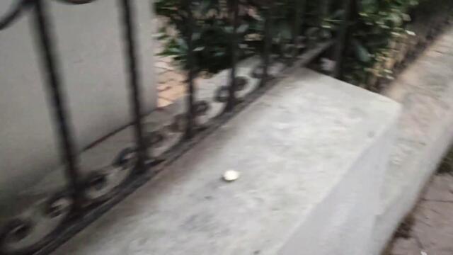 Cat's of Istanbul Turkey 2020 🐈🇹🇷