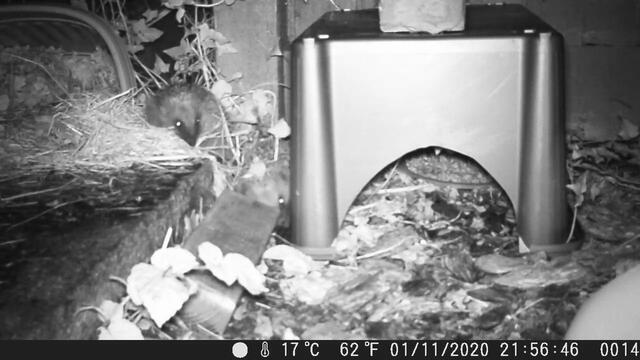 Hog cam 1st to 9th November