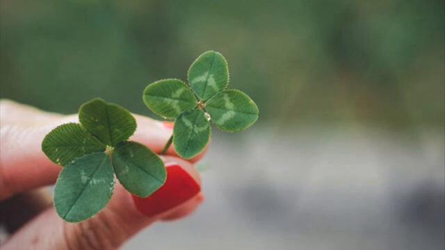 "Щастлива жена "Емилия Димитрова ,кавър бг