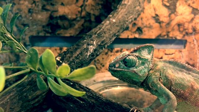 Ритуалы в НОЯБРЕ на полнолуние и новолуние. В ВЕРХОВНЫХ КОТИКАХ в описании