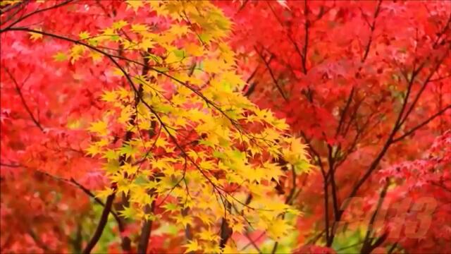 🍁 George Winston Autumn 🍁 Full Album 🍁 1980 🍁