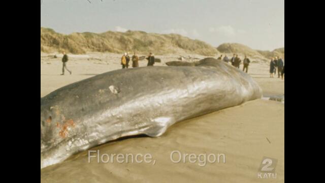 Exploding Whale 50th Anniversary, Remastered!