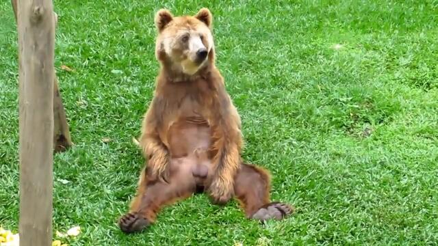 Мечка си чеше мъдята смях