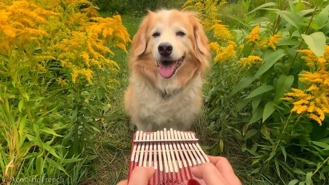Here Comes The Sun on a Kalimba