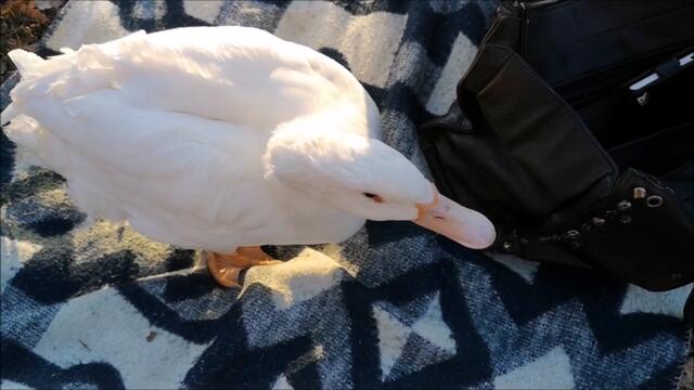 Duck is chilling on my blanket in the park