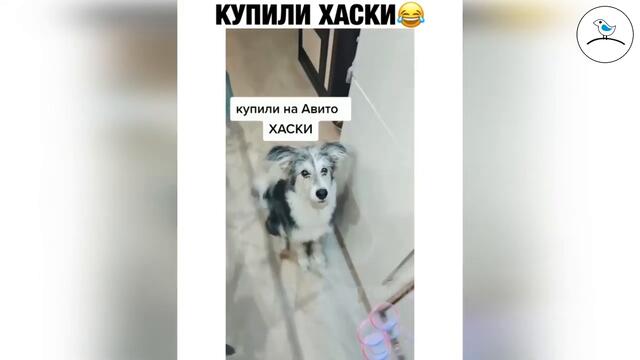 Прикольное видео #4 ноябрь 2020 птенец прикольные видео