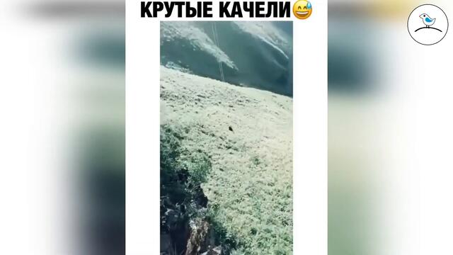 Прикольное видео #27 ноябрь 2020 птенец прикольные видео