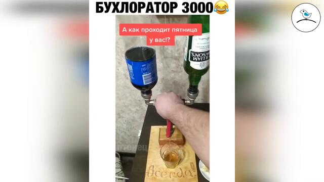 Прикольное видео #42 ноябрь 2020 птенец прикольные видео