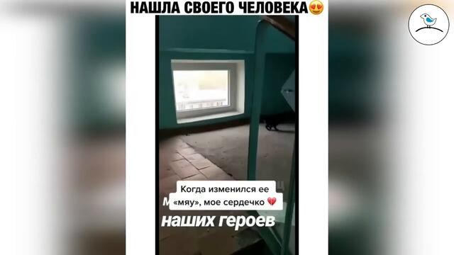 Прикольное видео #50 ноябрь 2020 птенец прикольные видео