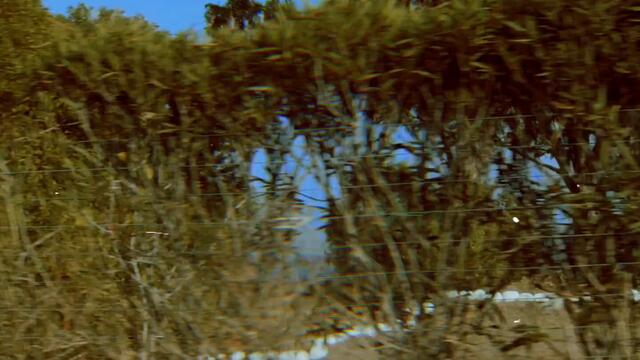 Trevor Hall - More Than Love (SOFI TUKKER Remix) [Official Music Video]