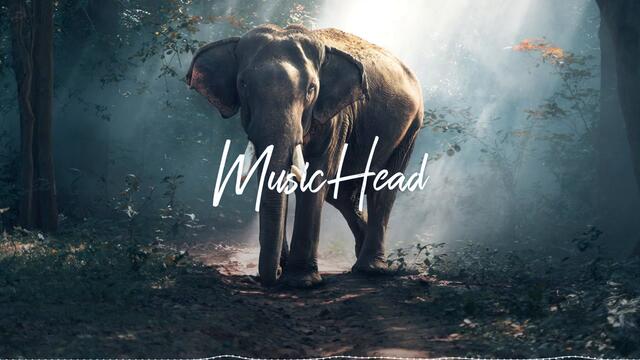 Nettson, RedBird - Miss You Back | Music Head (NO COPYRIGHT MUSIC)