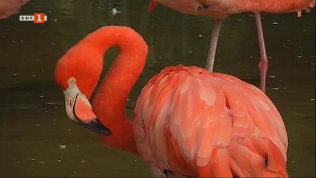 Очи в очи с животните: Изящното фламинго