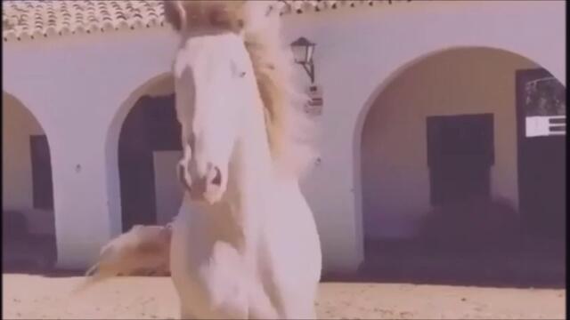 Matia Bazar - Cavallo Bianco Превод
