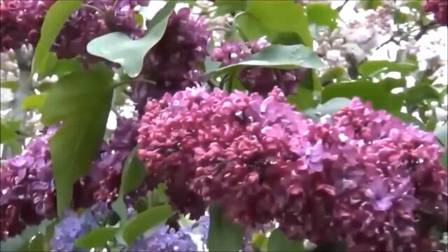 Александр Морозов - ХРУСТАЛЬНЫЕ ЦЕПИ