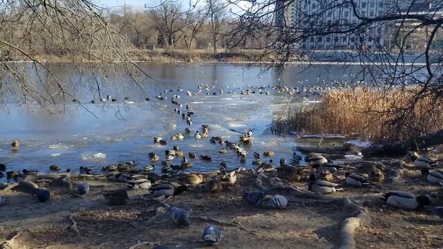 Frozen Duck Highway on Ottawa River