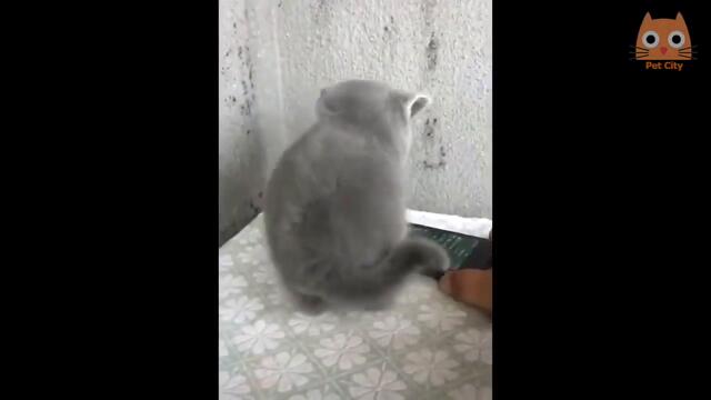 #animals#смях😅Cute Pets And Funny Animals Compilation-смешни кучета и котки Компилация😅