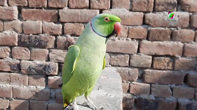 Meet My Super Friendly Talking Parrot Max | Max My So Cute Full Hand Tame Speaking Parrot