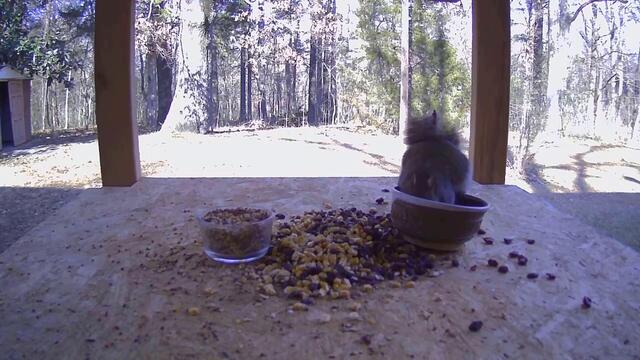 Scraps the Squirrel defies gravity REMIX