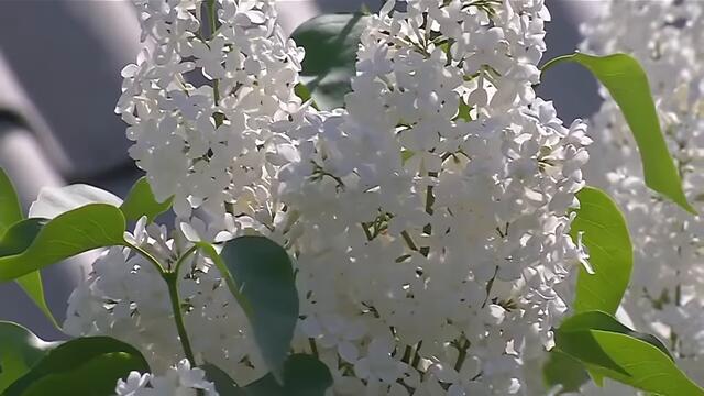 Валерий Сёмин   -   CИРЕНЬ