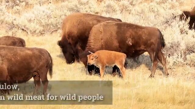 We believe in wild meat for wild people. Good for the earth, good for the animals and great for you