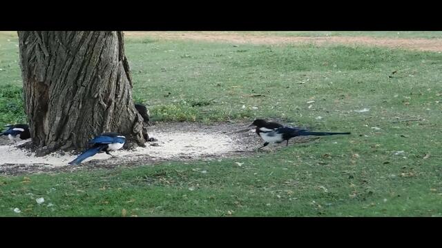 Mon p'tit oiseau - André Éthève (English subtitles, Ελληνικοί υπότιτλοι, Български субтитри)