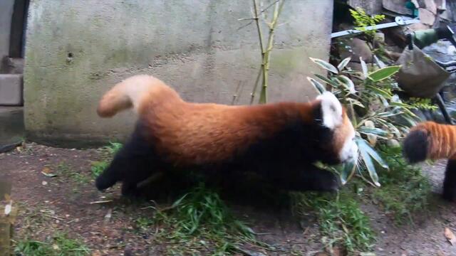 Red Panda Cub Pabu's Best Pounces Of All Time