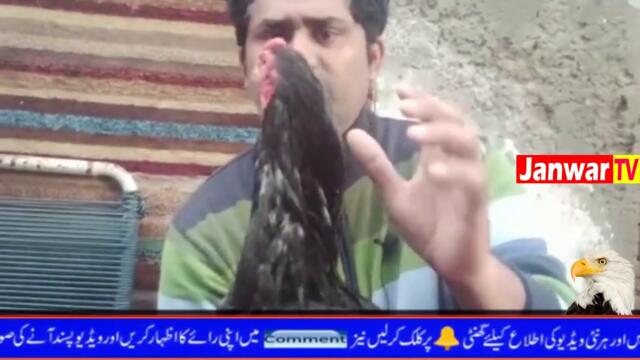 Lasani Kamalia Cross Aseel Murgha || Janwar Tv