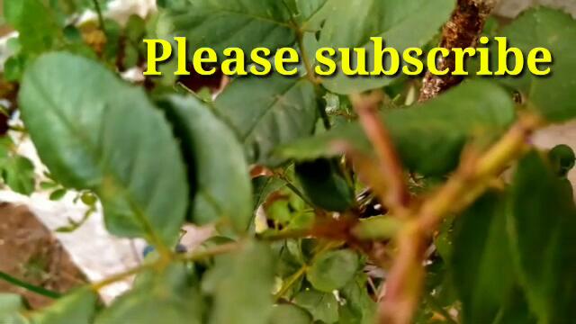 Mounaragam serial | 23/01/2021 | Mounaragam serial latest episode | Today episode