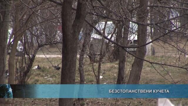 Безстопанствени кучета