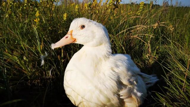 Duck's after bath routine, part   3