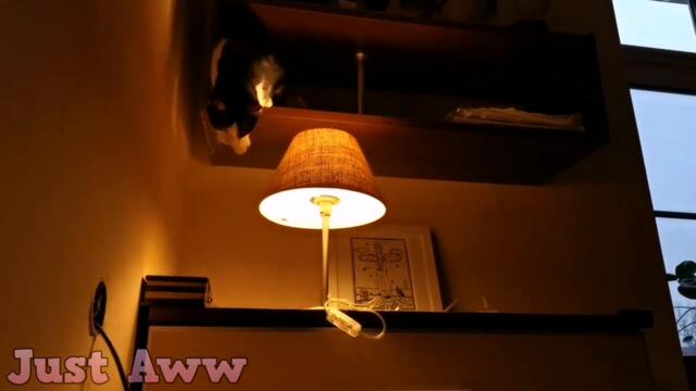 Cats Are Disaster - Funny Cat Fails Compilation 2021