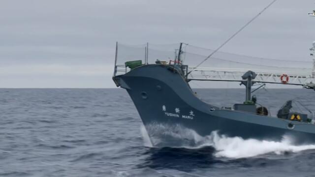 The Sea Shepherds Crash Into A Japanese Whaler Harpoon Ship | Whale Wars