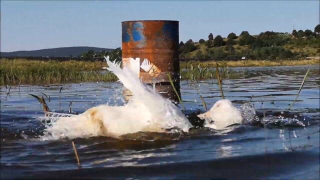 Duck's Swimming Day, Spring edition, part - 4