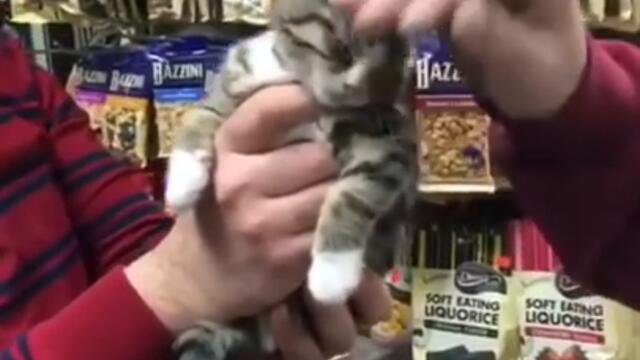 thats a great cat right there