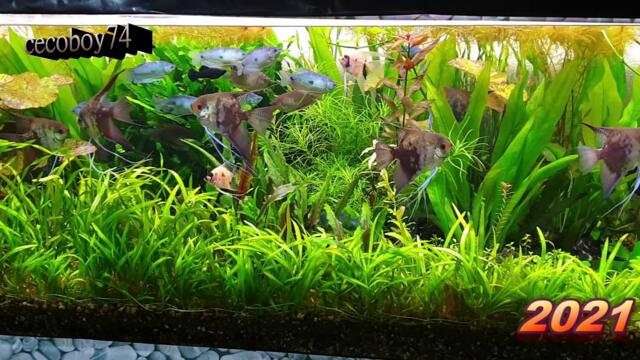 Моите аквариуми - 2021 год.