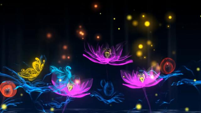 Lotus Flower Blooming Video Background With Butterfly
