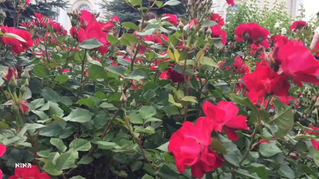 Красивая МУЗЫКА С. Чекалина и Очаровательный Розовый Рай Александровского Сада!