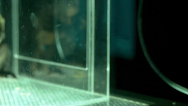 Щамът Андромеда  The Andromeda Strain  (2008)  Бг Аудио Част 3