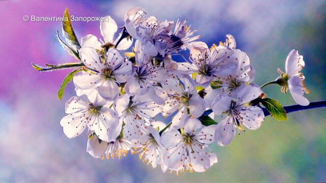 🌷🌹 Весна пришла 🌷🌹