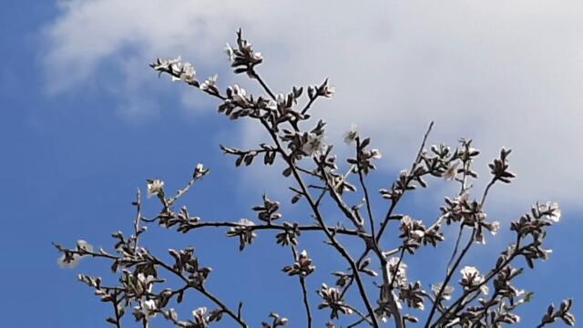 Галина Погорельская  - Воскресенье Вербное...