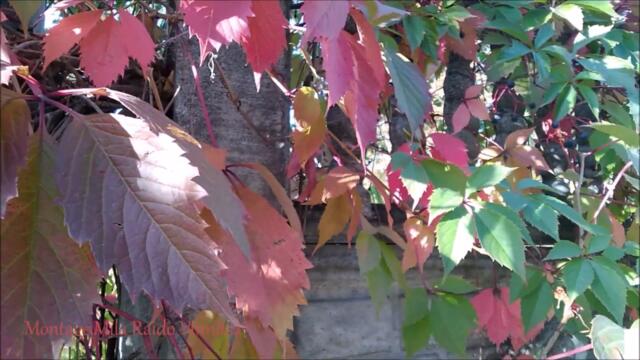 ШИПОВНИК 🌿 Красивая Песня о Любви ТАК СКУЧАЮ Я