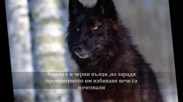 Вълк ♛ Единак ♛ Вълците в България 🌷🐞 ڿڰۣڿღ
