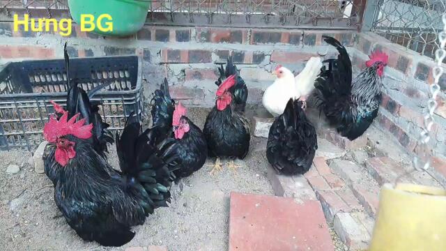 Hưng BG|Gà tre thái|Thanh niên Bỏ lương nghìn đô về nuôi gà cảnh|Thời không sai lệch remix