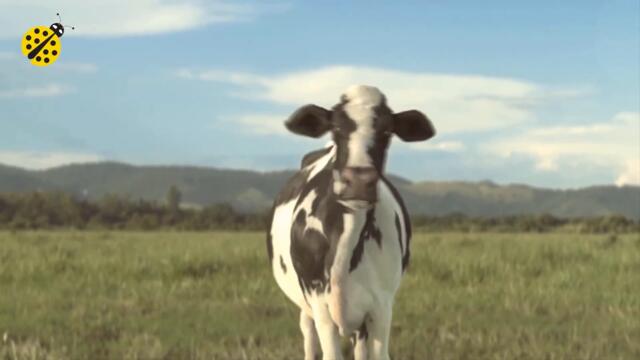 Кючек млечна крава, 2021 | Kuchek Mlechna Krava, 2021