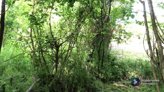 (Трейлър) “Странни Сили”