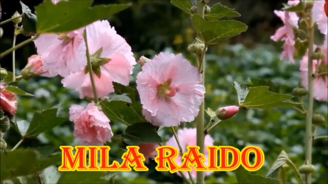 Александр Келеберда👒БУСЫ ДЛЯ ЛЮБИМОЙ