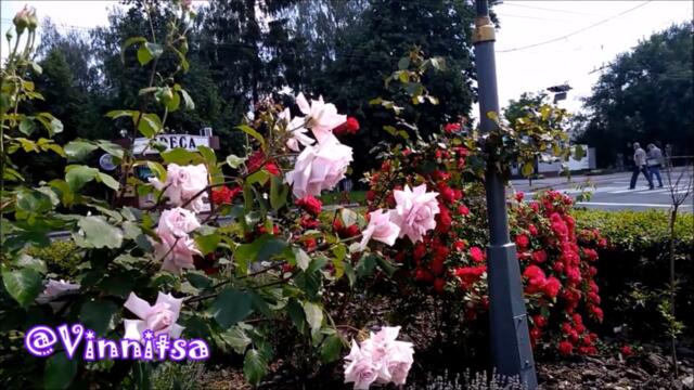 Песни времён Военного Коммунизма (1917-1922) ЦЫПЛЁНОК ЖАРЕНЫЙ 🐓 @MobyLife