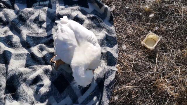 Duck is chilling outside on a warm autumn day
