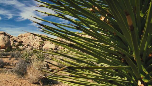 Joshua Tree National Park Cinematic Travel Video