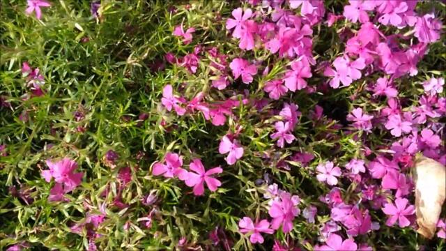 Band ODESSA 👒 БЕЗ ТЕБЯ 😍